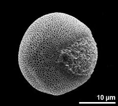 hydrated pollen grain