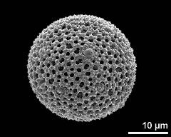 hydrated pollen grain