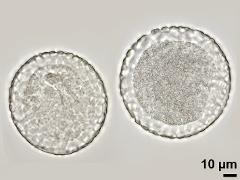 acetolyzed pollen