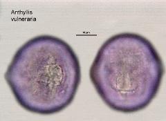 hydrated pollen