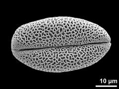 dry pollen grain