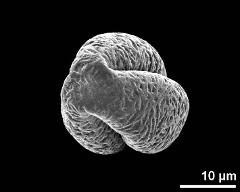 polar view (dry pollen grain)