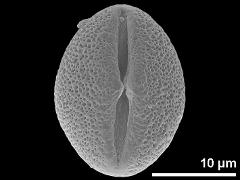 Pollen in equatorial view