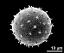 hydrated pollen grain