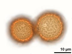 acetolyzed pollen