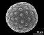 hydrated pollen grain