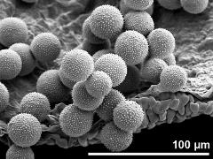 pollen grains on locular wall