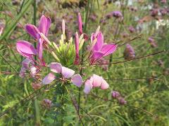 inflorescence(s)