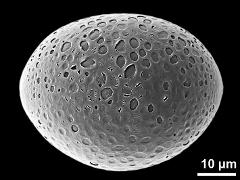 hydrated pollen grain