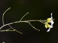 inflorescence(s)