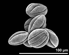 dry pollen grains