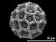 hydrated pollen grain