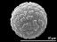 hydrated pollen grain