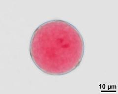 3-celled pollen