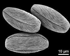 dry pollen grains