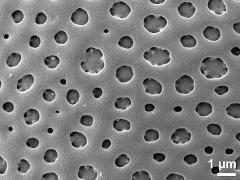 exine surface
