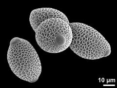 hydrated pollen grains