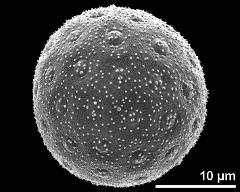 hydrated pollen grain