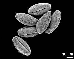 dry pollen grains