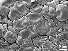 tetrads (forming pollinium)