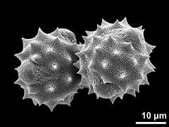 hydrated pollen grains