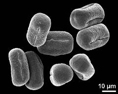 dry pollen grains