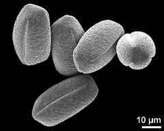 dry pollen grains