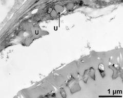 tapetum cells with Ubisch bodies (U)