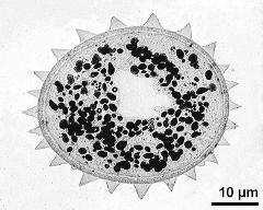 pollen grain in cross section