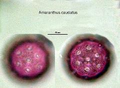 hydrated pollen