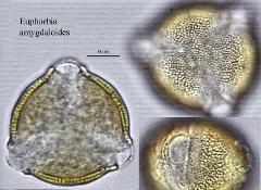 hydrated pollen