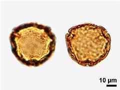 acetolyzed pollen,polar view