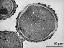 pollen grain in cross section