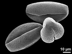 dry pollen grains