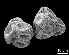 dry tetrads