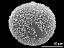 hydrated pollen grain