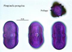 hydrated pollen,polar view