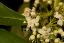 Detail of the staminate flowers