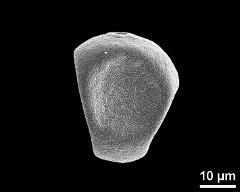 dry pollen grain in equatorial view