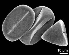 dry pollen grains