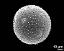 hydrated pollen grain