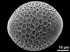 hydrated pollen grain