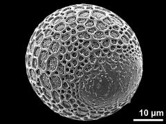 equatorial view (elongated aperture)