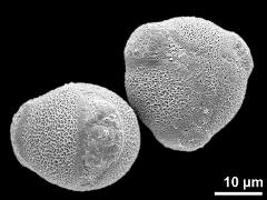 hydrated pollen grains