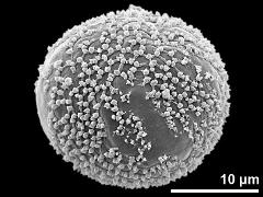 hydrated pollen grain