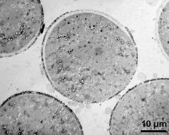 pollen grains in cross section