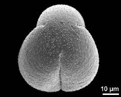 polar view (dry pollen grain)