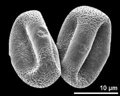 dry pollen grains