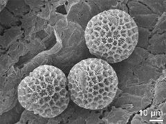 hydrated pollen