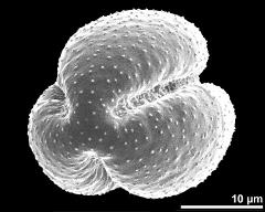 polar view (dry pollen grain)